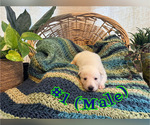 Puppy 1 German Shepherd Dog