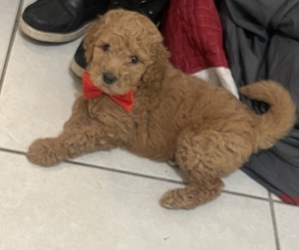 Goldendoodle Puppy for sale in TAMPA, FL, USA