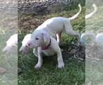 Small Photo #10 Dogo Argentino Puppy For Sale in CHULA VISTA, CA, USA