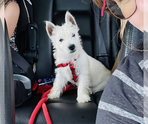 West Highland White Terrier Puppy for sale in WEST BRANCH, MI, USA