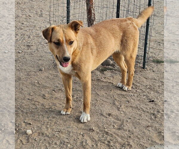 Medium Photo #14 Mutt Puppy For Sale in Lake Forest, CA, USA