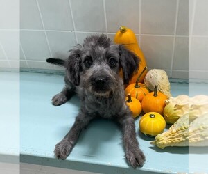 Aussiedoodle-Poodle (Toy) Mix Puppy for sale in CLARE, IL, USA
