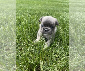 French Bulldog Puppy for sale in FISHERS, IN, USA