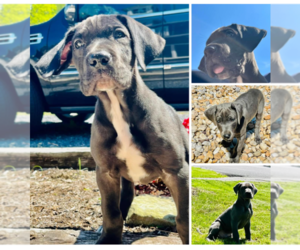 Great Dane Puppy for sale in HAGERSTOWN, MD, USA
