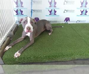 American Pit Bull Terrier Dogs for adoption in Orlando, FL, USA