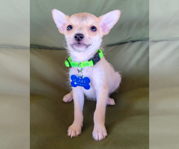 Medium Photo #5 Rat-Cha Puppy For Sale in Corona, CA, USA