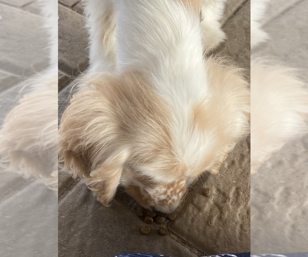 Medium Photo #4 Cocker Spaniel Puppy For Sale in CANOGA, NY, USA
