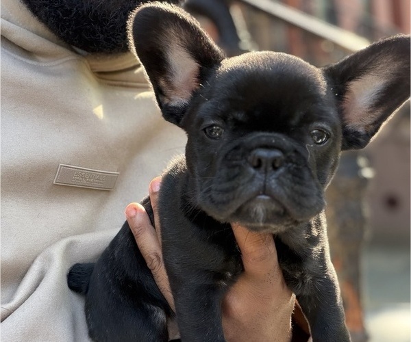 Medium Photo #1 French Bulldog Puppy For Sale in ARVERNE, NY, USA