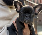 Small French Bulldog