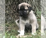 Small Photo #2 Anatolian Shepherd Puppy For Sale in CHANDLERVILLE, IL, USA