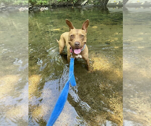 Medium Photo #10 American Pit Bull Terrier-Italian Greyhound Mix Puppy For Sale in Elmsford, NY, USA