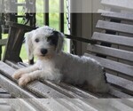 Small Photo #4 Miniature Australian Shepherd-Poodle (Toy) Mix Puppy For Sale in FREDERICKSBURG, OH, USA