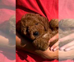 Goldendoodle (Miniature) Puppy for sale in HULL, IA, USA