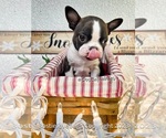 Small Photo #5 Boston Terrier Puppy For Sale in ODENVILLE, AL, USA