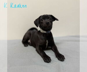 Mutt Dogs for adoption in Modesto, CA, USA