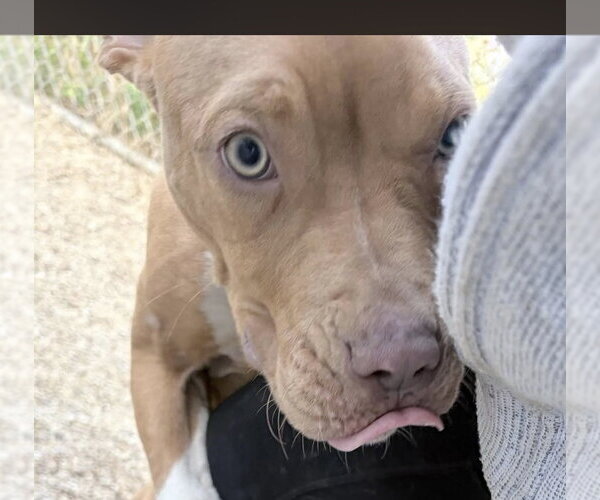 Medium Photo #6 American Pit Bull Terrier-Unknown Mix Puppy For Sale in Oakhurst, NJ, USA