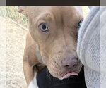 Small Photo #6 American Pit Bull Terrier-Unknown Mix Puppy For Sale in Oakhurst, NJ, USA