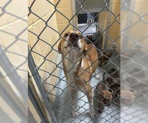 Shepradors Dogs for adoption in Tulsa, OK, USA