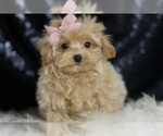 Small Photo #89 Maltipoo Puppy For Sale in WARSAW, IN, USA