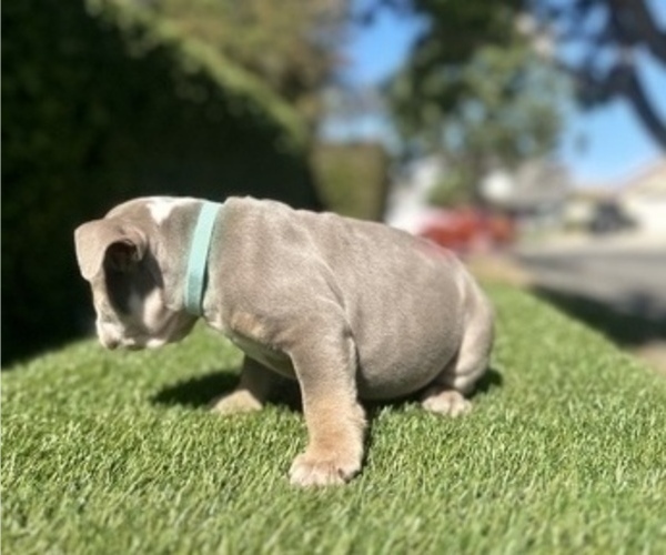 Medium Photo #17 English Bulldog Puppy For Sale in OAKLAND, CA, USA