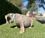 Small Photo #17 English Bulldog Puppy For Sale in OAKLAND, CA, USA