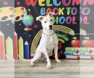 Labrador Retriever-Unknown Mix Dogs for adoption in Plainfield, IL, USA