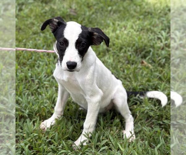 Medium Photo #2 Labrenees Puppy For Sale in Yardley, PA, USA