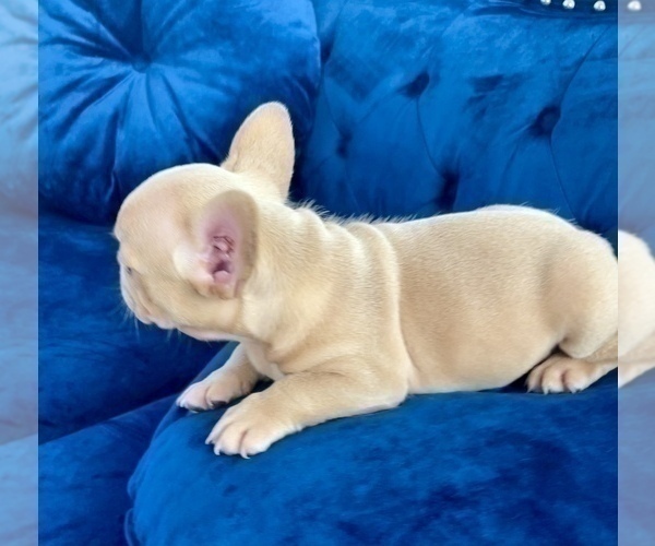 Medium Photo #18 French Bulldog Puppy For Sale in RICHMOND, VA, USA