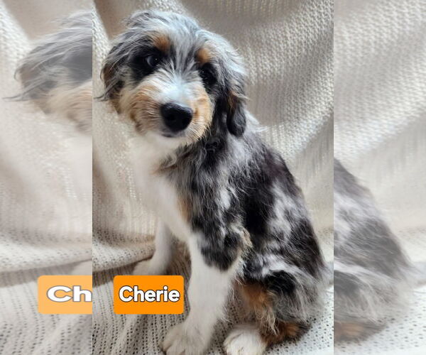 Medium Photo #1 Bernese Mountain Dog-Unknown Mix Puppy For Sale in Smithfield, PA, USA