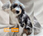 Small Bernese Mountain Dog Mix