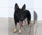 Small Photo #1 German Shepherd Dog Puppy For Sale in BRIGHTON, CO, USA