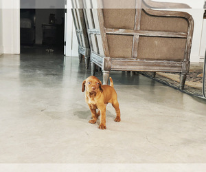Vizsla Dog for Adoption in ORANGE GROVE, Texas USA