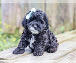 Small #2 Cocker Spaniel-Poodle (Miniature) Mix