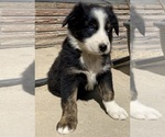 Puppy Tootsie Border-Aussie