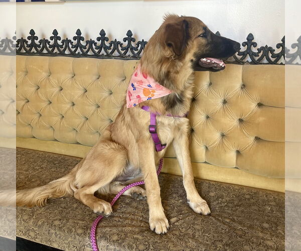 Medium Photo #3 Mutt Puppy For Sale in Rockaway, NJ, USA