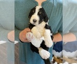 Small Photo #4 Bernedoodle Puppy For Sale in SOUTHAVEN, MS, USA