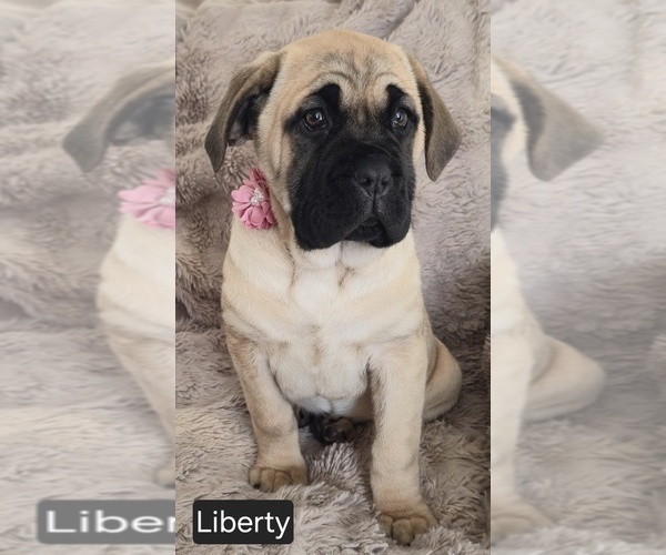 Medium Photo #3 Cane Corso Puppy For Sale in MINERAL WELLS, WV, USA