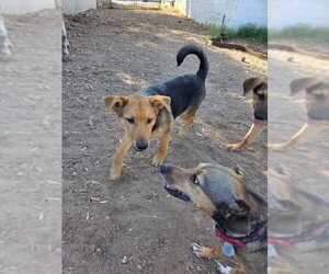 Molly - Female Mutt Dog for Adoption - Photo #4