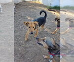 Small Photo #4 Mutt Puppy For Sale in San Diego, CA, USA