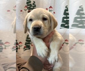 Labrador Retriever Puppy for sale in FAYETTEVILLE, OH, USA