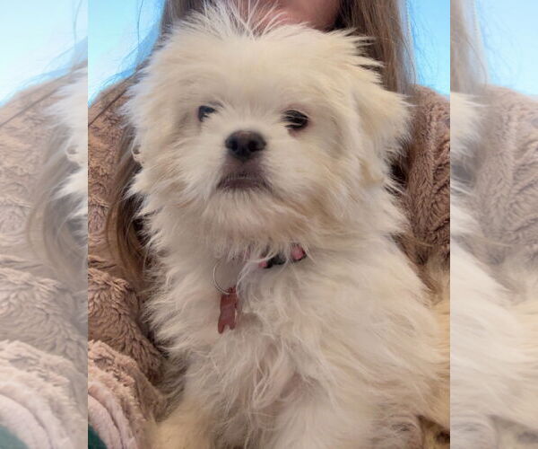 Medium Photo #5 Mutt Puppy For Sale in Grafton, WI, USA