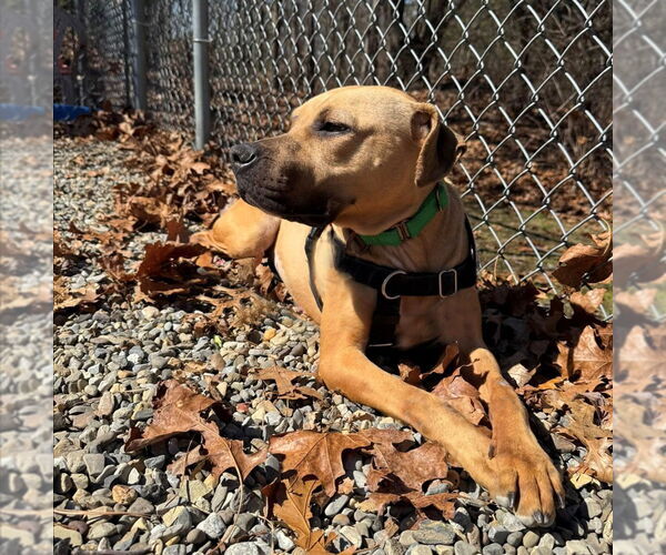 Medium Photo #6 American Staffordshire Terrier Puppy For Sale in Sayreville, NJ, NJ, USA