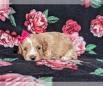 Small Photo #2 Cavachon-Poodle (Miniature) Mix Puppy For Sale in BIRD IN HAND, PA, USA