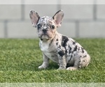Small Photo #6 French Bulldog Puppy For Sale in N HOLLYWOOD, CA, USA