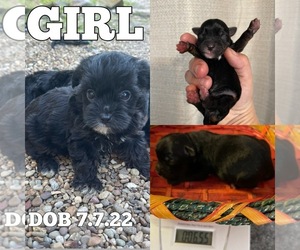 YorkiePoo Puppy for sale in NELSONVILLE, OH, USA