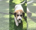Small #3 Mutt