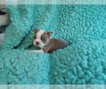 Small Photo #2 Boston Terrier Puppy For Sale in LAUREL, MS, USA