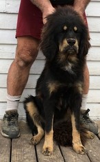 Tibetan Mastiff Puppy for sale in GALVA, IL, USA