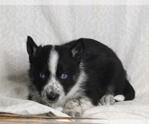 Siberian Husky-Texas Heeler Mix Puppy for sale in FREDERICKSBURG, OH, USA