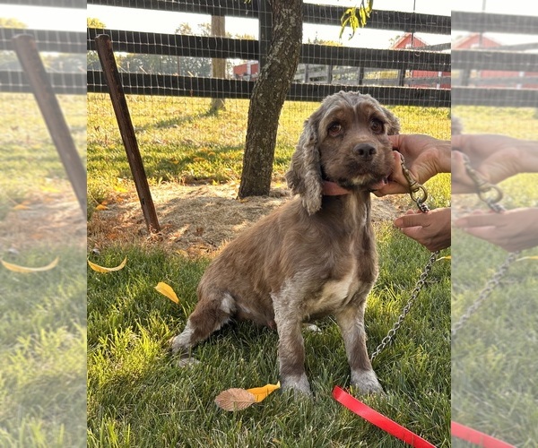 Medium Photo #1 Cockapoo Puppy For Sale in MIDDLEBURY, IN, USA